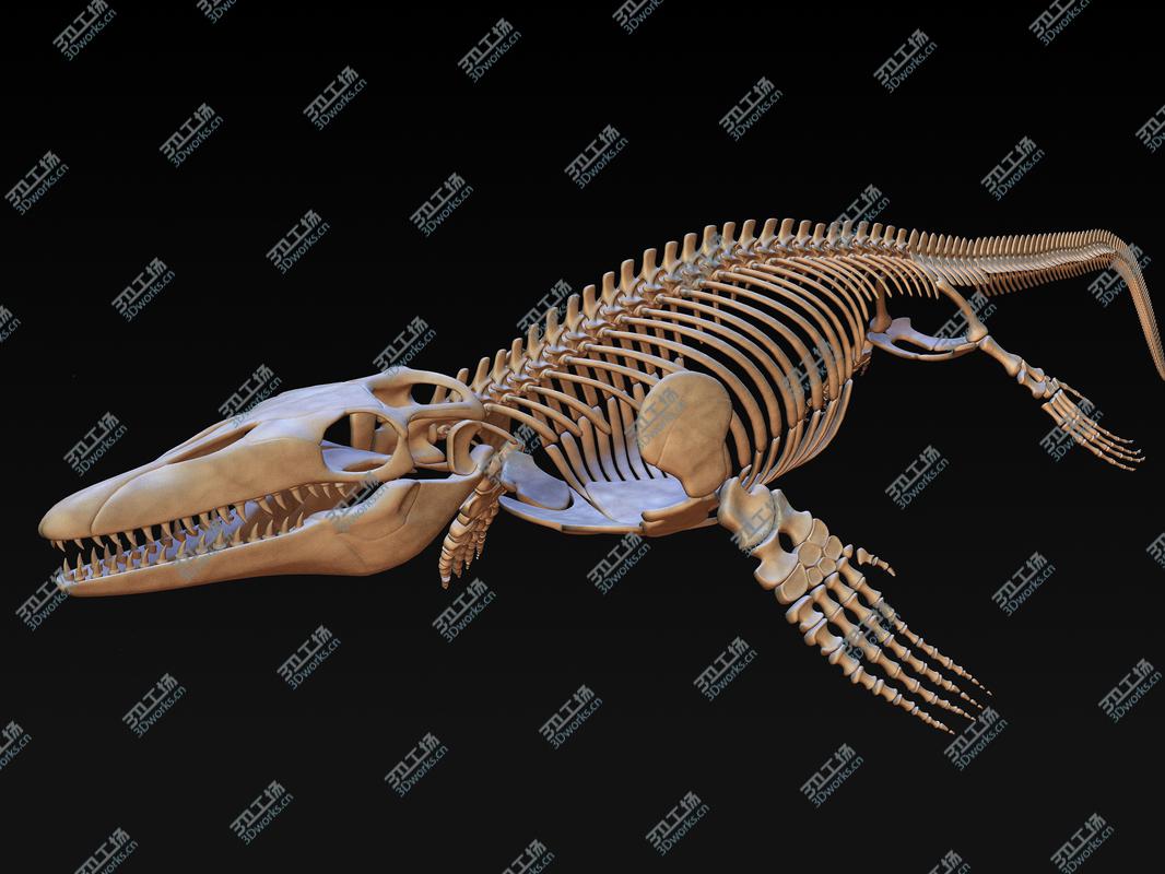 images/goods_img/202104091/Mosasaurus Skeleton model/1.jpg